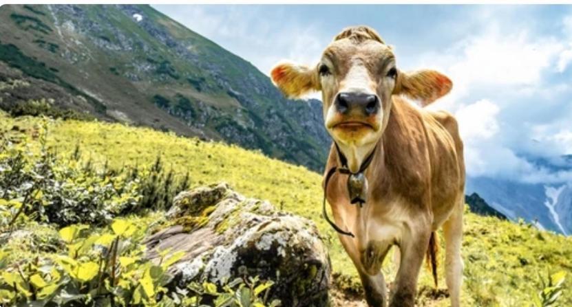 Ferienwohnung Weber Alpenveilchen Lechbruck Buitenkant foto